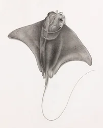 Stachelrochen (Nahaufnahme von oben)