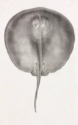 Stachelrochen (Vorderansicht, Nahaufnahme)