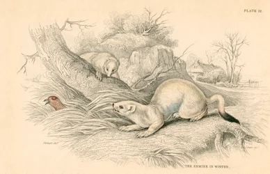Hermelin Mustela erminea, Mitglied der Wiesel-Familie, 1828