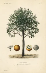 Strychninbaum, Brechnuss, Giftbaum oder Strychnosamen, Strychnos nux-vomica