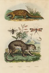 Sunda-Schuppentier, kritisch gefährdet, Leopard, Pferdebremse, Skorpionfliege