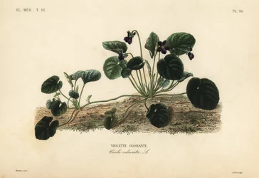 Duftveilchen oder Gartenveilchen