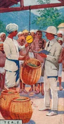 Tee, 2. - Wiegen der Ernte, Ceylon