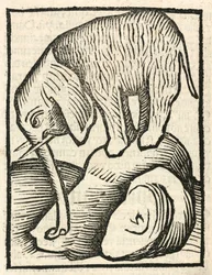 Der Elefant
