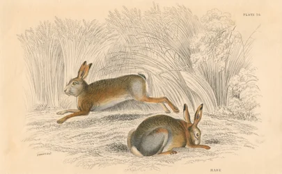 Der Hase Lepus europaeus, 1828