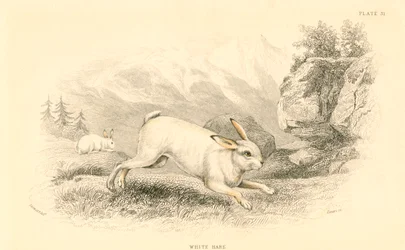 Der Hase Lepus europaeus
