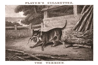 Der Terrier, 1924