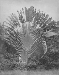 Die Reisepalme, 19. Jahrhundert