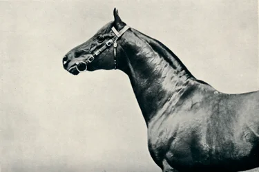 Der Kopf des Vollblut-Rennpferdes Radium, um 1910