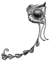 Die Motte Acontia luctuosa und Orchideenpollen, 1862