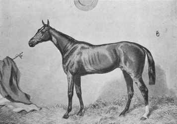 Thormanby, ca. 1860, 1911