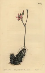 Fadenanacampseros, Anacampseros filamentosa