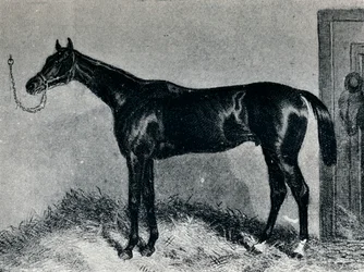 Tim Whiffler, um 1860er, 1911