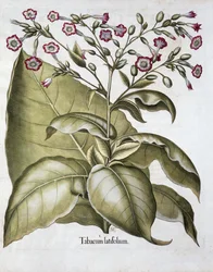 Tabakpflanze, 1613
