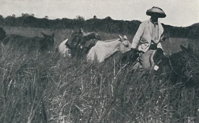 Reisen auf den Pampas, 1916