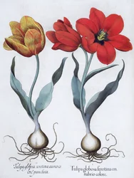 Tulpen, 1613