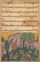 Tuti-Nama Geschichten eines Papageis: Geschichte XXIX, um 1560