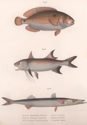 Zweifleck-Bimakulus, Afrikanischer Rotflossenfisch, Gemeiner Barrakuda, ca. 1850er