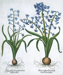 Zwei blaue Hyazinthen, 1613