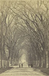Unbetitelte Baumallee, 1840-1900