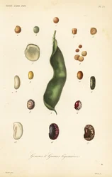 Sorten von Erbsen und Bohnen