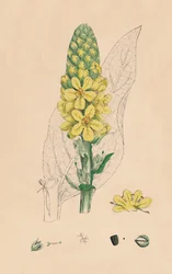 Verbascum Thapsus. Großes Wollkraut, 19. Jahrhundert