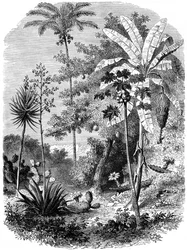 Blick auf die spanische Hauptküste, Guatemala, 1877
