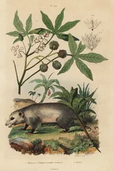 Virginia-Opossum, Didelphis virginiana, und Maniok, Manihot esculenta