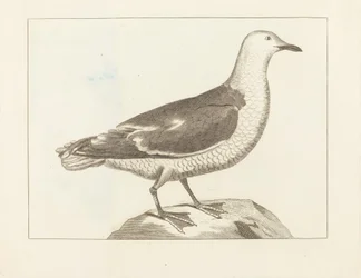 Wasservögel, frühes 19. Jahrhundert