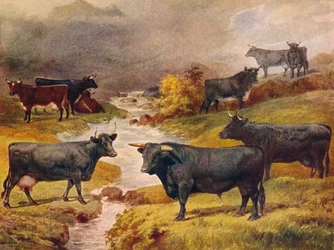 Walisisches Schwarzes Vieh, um 1906-1910