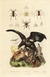 Seeadler, Haliaeetus albicilla 5, und Beute, Wasserspinne, Argyroneta aquatica 1, Purpuricenus-Käfer 2