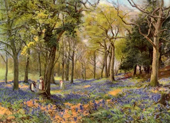 Wilde Hyazinthen in einem Surrey-Wäldchen
