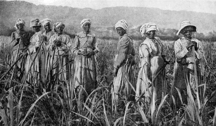Frauen pflegen junge Zuckerrohrpflanzen in Jamaika, 1922