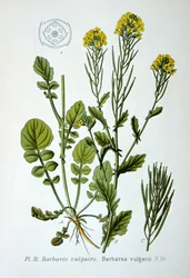 Gelbe Rakete, 1893