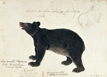 Zeichnung eines Asiatischen Schwarzbären, Ursus thibetanus, aus der Zentralregion des Himalaya