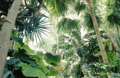 Innenansicht des Palmenhauses