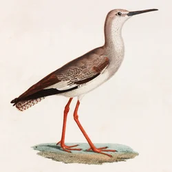 Eine Farbabbildung eines Vogels