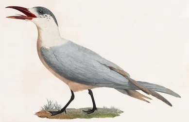 Farbillustration eines Vogels