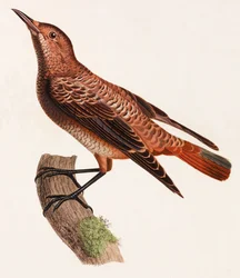 Farbillustration eines Vogels