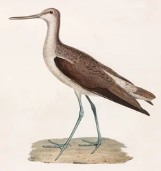 Farbillustration eines Vogels