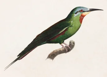 Eine Farbabbildung eines grünen Vogels