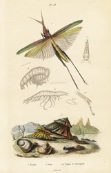 Afrikanische Heuschrecke und Turbanschnecke