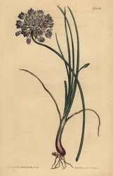 Allium stellerianum (Jonquilblättriger Knoblauch)