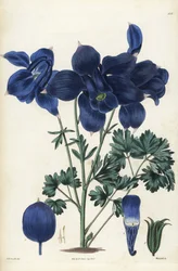 Alpen-Akelei, Aquilegia alpina. Handkolorierter Kupferstich von Weddell nach einer botanischen Illustration von Edward Dalton Smith aus Robert Sweets The British Flower Garden, Ridgeway, London