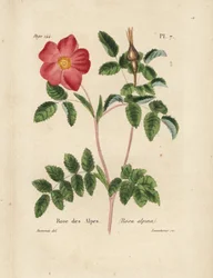 Alpenrose, Rosa alpina. Handkolorierte Lithographie von Lecouturier nach einer botanischen Illustration von Borromee aus Pierre Boitard
