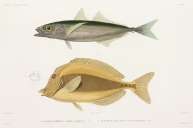 Bernstreifen-Stachelmakrele und Rasiermesser-Doktorfisch