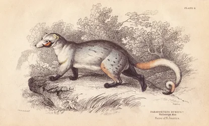 Amerikanischer Paradoxide, Paradoxurus dubius. Aus einem Exemplar im Philadelphia Museum. Handkolorierter Stahlstich von Lizars nach einer Illustration von Charles Hamilton Smith aus William Jardine