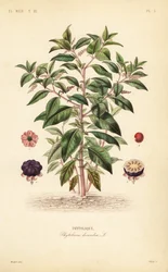 Amerikanische Kermesbeere, Phytolacca americana