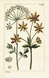 Anis oder Anissamen, Pimpinella anisum