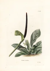 Anthurium Vogelnest oder Anthurium Kohl (Pothos acaulis) - Lithographie von George Cooke, für das britische Magazin Conrad Loddiges Botanical Cabinet (1738-1826)